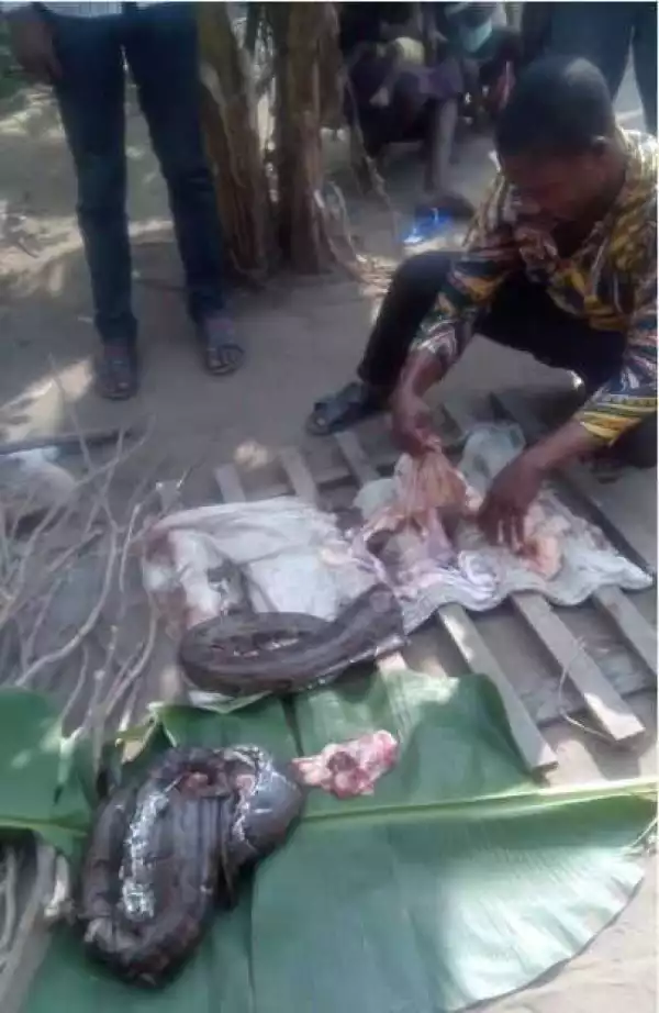 The Giant Reptile: See the Huge Python Killed Inside Primary School in Rivers State (Photos)